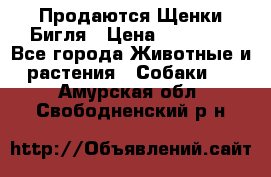 Продаются Щенки Бигля › Цена ­ 35 000 - Все города Животные и растения » Собаки   . Амурская обл.,Свободненский р-н